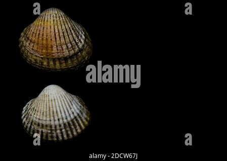 two clam shells isolated on deep black Stock Photo