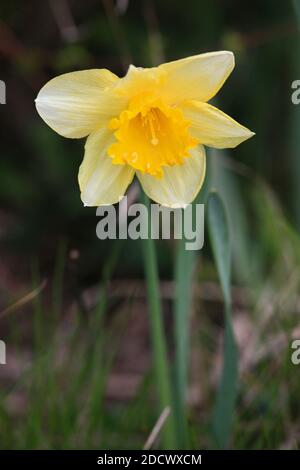NARCISSUS PSEUDONARCISSUS Wild daffodil Stock Photo