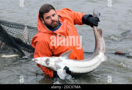 Boek, Germany. 19th Nov, 2020. While fishing the caviar sturgeons in the  pond economy Boek of the fishery Müritz-Plau Kurt Wolk holds a big  sturgeon. When a subsequent ultrasound examination of the