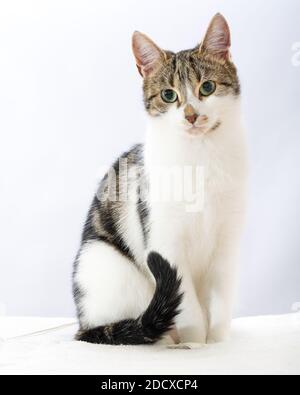 A portrait of an adorable tabby cat Stock Photo - Alamy