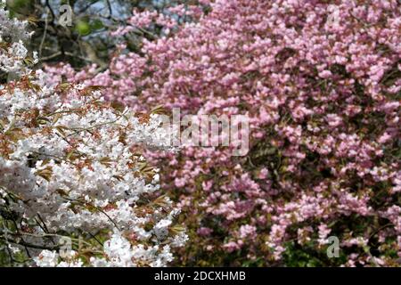 Ayr Spring Blossom Belleisle Park Ayrshire, Scotland, UK Stock Photo