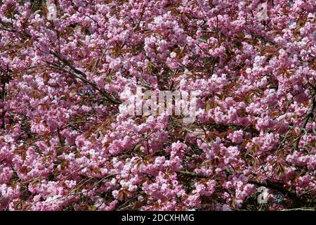 Ayr Spring Blossom Belleisle Park Ayrshire, Scotland, UK Stock Photo