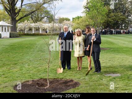 The tree planted by Donald Trump and his French counterpart, Emmanuel Macron, at the White House as a symbol of their countries’ ties has died.- - U.S President Donald Trump and First Lady Melania Trump join French President Emmanuel Macron and his wife Brigitte Macron to plant on the South Lawn of the White House a tree that the Macrons provided as a gift, a European Sessile Oak April 23, 2018 in Washington D.C . Photo by Olivier Douliery/Abaca Press Stock Photo
