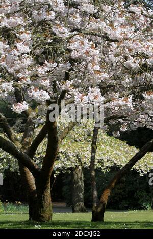 Ayr Spring Blossom Belleisle Park Ayrshire, Scotland, UK Stock Photo