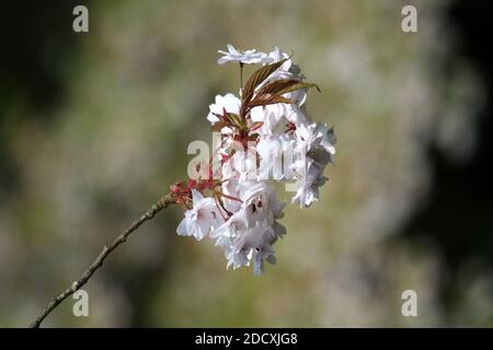 Ayr Spring Blossom Belleisle Park Ayrshire, Scotland, UK Stock Photo