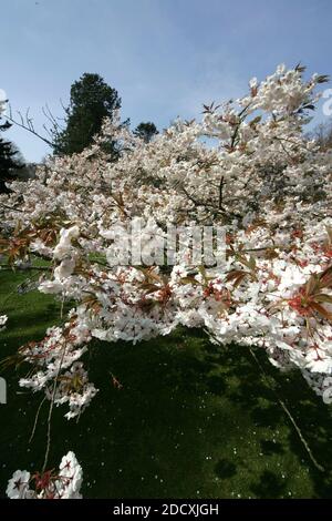 Ayr Spring Blossom Belleisle Park Ayrshire, Scotland, UK Stock Photo