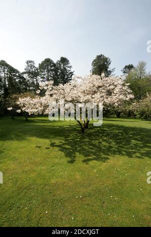 Ayr Spring Blossom Belleisle Park Ayrshire, Scotland, UK Stock Photo