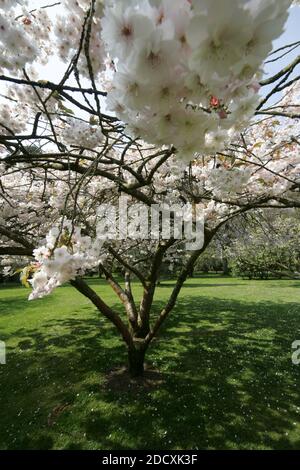 Ayr Spring Blossom Belleisle Park Ayrshire, Scotland, UK Stock Photo