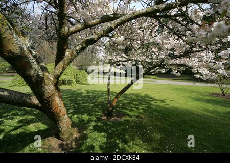 Ayr Spring Blossom Belleisle Park Ayrshire, Scotland, UK Stock Photo