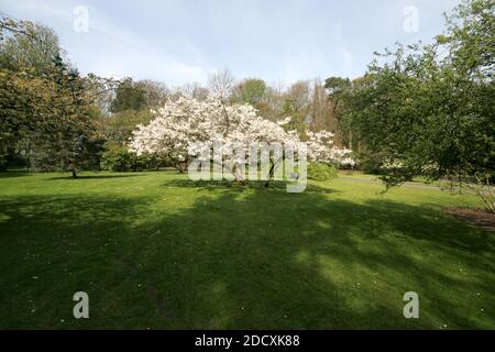 Ayr Spring Blossom Belleisle Park Ayrshire, Scotland, UK Stock Photo