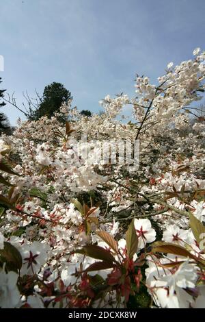 Ayr Spring Blossom Belleisle Park Ayrshire, Scotland, UK Stock Photo