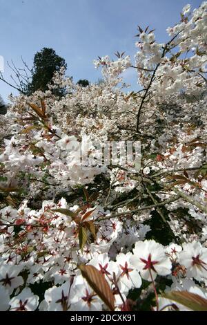 Ayr Spring Blossom Belleisle Park Ayrshire, Scotland, UK Stock Photo