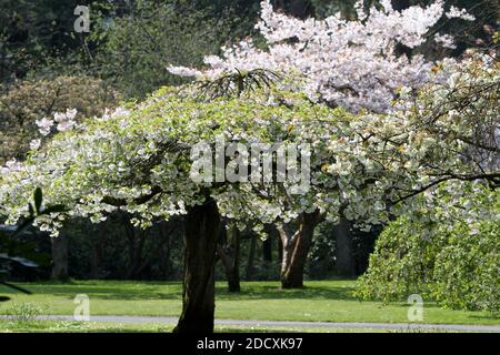 Ayr Spring Blossom Belleisle Park Ayrshire, Scotland, UK Stock Photo