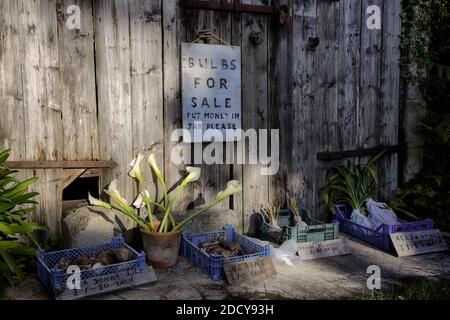 Honesty Box fresh Flowers and Bulbs for Sale Outside a Farm on the Island of St Marys . Isles of Scilly, Cornwall UK. Stock Photo