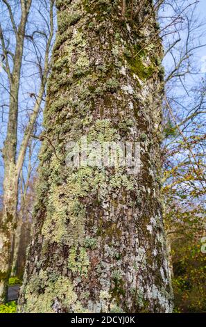 Trunk of a Lime tree (Tilia) showing bark covered with lichen in Autumn in the UK. Stock Photo