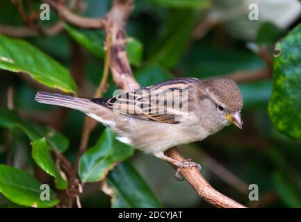 Side view of a female House Sparrow bird (Passer domesticus) perched on a twig in a bush in Autumn in West Sussex, England, UK. Stock Photo