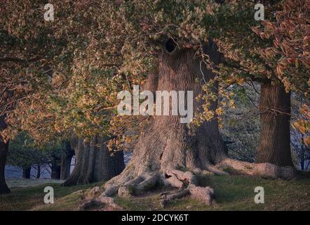 Ancient Oaks, autumn evening light at Petworth Park, Sussex Stock Photo