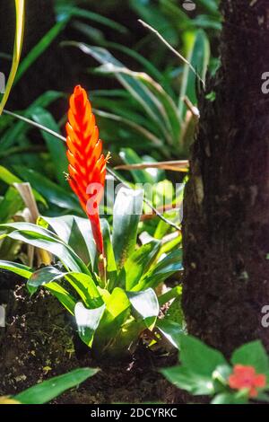 Bromeliads (Bromeliaceae) in flower in rainforest, Salto Morato