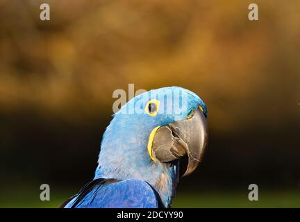 Blue Hyacinth Macaw , anodorhynchus hyacinthinus, parrot head. Stock Photo