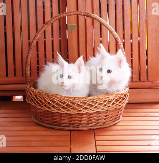 White maine coons on a wooden background Stock Photo