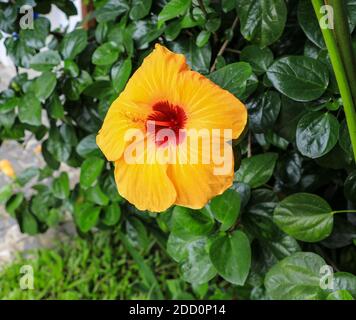A Yellow hibiscus flower (Hibiscus brackenridgei), Vietnam, Asia Stock Photo