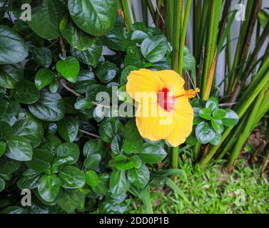A Yellow hibiscus flower (Hibiscus brackenridgei), Vietnam, Asia Stock Photo