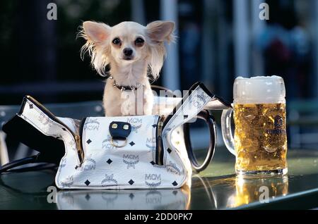 GERMANY / Bavaria /Munich /Chihuahua dog is sitting in a Handbag at Oktoberfest a Bavarian Beer  festival . Stock Photo