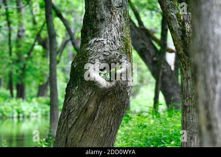 A Hole in Side of Tree Trunk Grows Moss and Tiny Green Leaves with Water, Trees and Foliage Blurred in Background Stock Photo