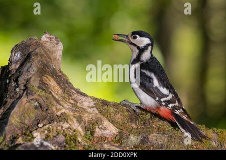 Female Great Spotted Woodpecker, Dendrocopos major, Dumfries & Galloway, Scotland Stock Photo