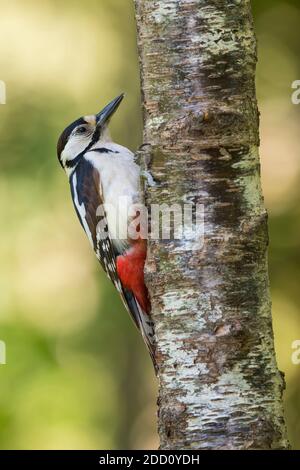 Female Great Spotted Woodpecker, Dendrocopos major, on a birch tree, Dumfries & Galloway, Scotland Stock Photo