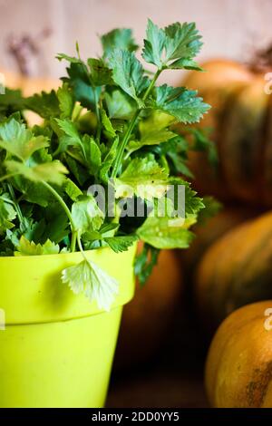 Celery leaves in green pot Stock Photo