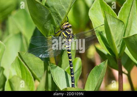 Golden-ringed Dragonfly, Cordulegaster boltonii, on Bogbean plants in a pond, Dumfries & Galloway, Scotland Stock Photo