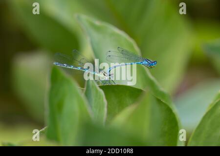 Azure Damselflies, Coenagrion puella, perched on Bogbean leaves in a pond, Dumfries & Galloway, Scotland Stock Photo