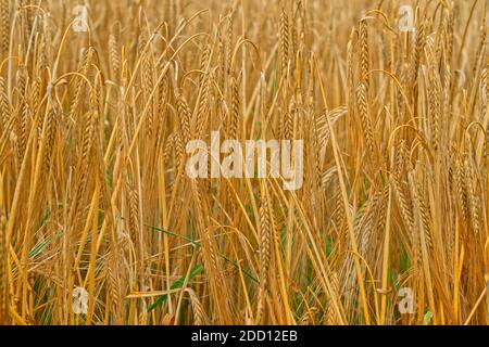 Ripe Barley grasses. Stock Photo
