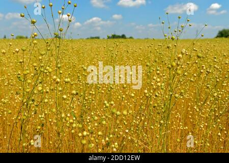 Flax crop. Stock Photo