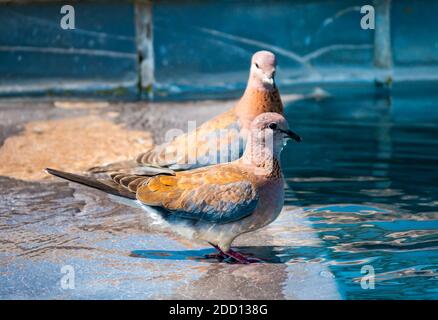 Pair of laughing doves, Spilopelia senegalensis, on edge of swimming pool, Greater Kruger National Park, South Africa Stock Photo