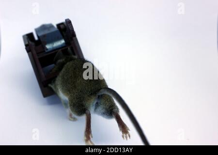 Common brown house mouse caught in a trap, isolated on white. Stock Photo