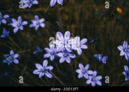 Detail of one focused violet flower of aphyllanthes monspeliensis centered in the picture on an unfocused background with more flowers Stock Photo