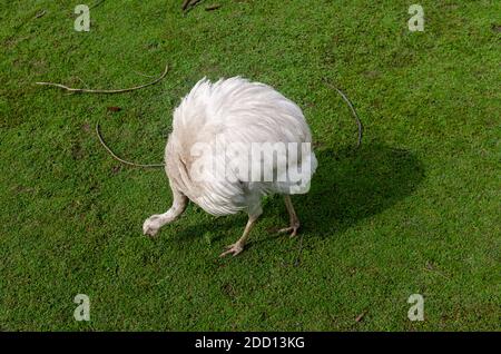 White emu on a green grass in spring Stock Photo