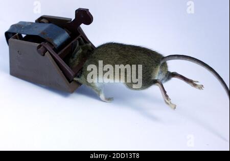 Common brown house mouse caught dead in trap using bait. Photo on white background still sitting in the trap. Stock Photo