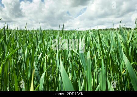 Young corn or maize food crops growing in fields in Sevenoaks in Kent with a cloudy sky. Growing sweet corn or sweetcorn in the UK Stock Photo