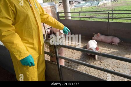 classical swine fever or hog cholera on a farm with pigs Stock Photo