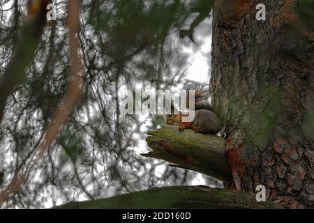 An amazing Eurasian red squirrel, Sciurus vulgaris, sits and eats on a pine branch in the thicket on a cloudy November day in the city park. Side view Stock Photo