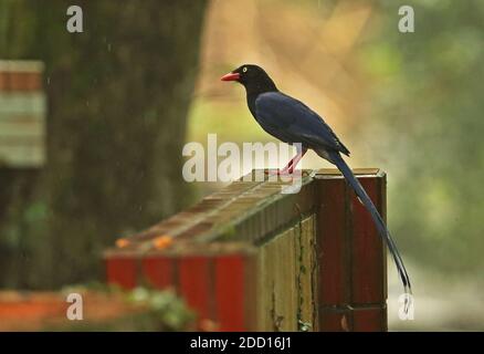 Taiwan Blue Magpie (Urocissa caerulea) adult perched on grave stone in the rain, endemic species  Taiwan            April Stock Photo