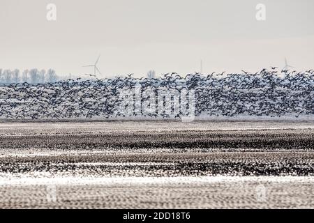 A flock of oystercatchers, Haematopus ostralegus, flying over the eastern shore of The Wash, Norfolk. Stock Photo