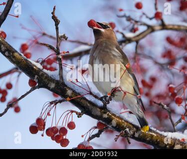 Ottawa, Canada. November 23rd, 2020. A Cedar waxwing, Bombycilla cedrorum, foraging for food in a crabapple tree following the first heavy snow fall of the season. This medium-sized passerine is brown overall with a pale yellow wash on the belly. It is named for the waxy red tips on some of the wing feathers, it shifts diet from insects to primarily berries in the fall and winter. Stock Photo