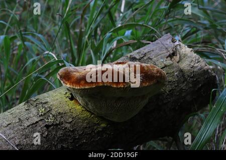 Inonotus hispidus, the shaggy bracket Stock Photo