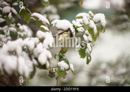rose flower bush with green leaves covered with snow in winter garden. Stock Photo
