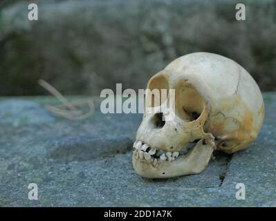 Monkey skull Stock Photo