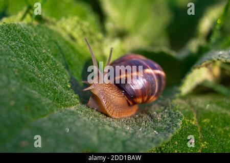 large grape snail on a green leaf. Breeding and caring for molluscs. Stock Photo